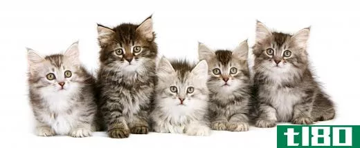 Groomed kittens.