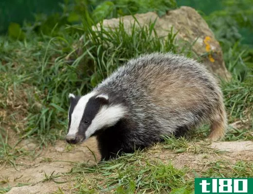 European badger cub.