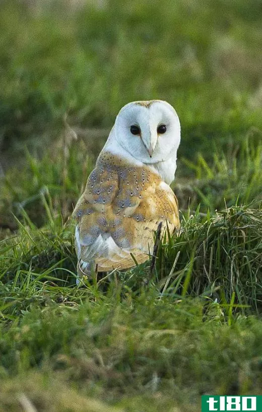 Though barn owls are primarily nocturnal hunters, they are occasionally active during the day/.