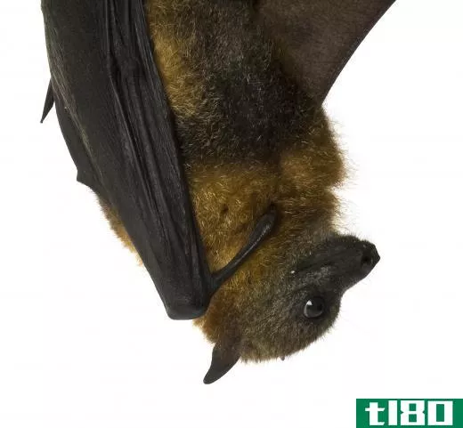 Bats sleep during the day and awake at night.