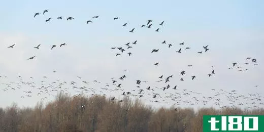 Barnacle geese migrate south to the U.K., Germany, or the Netherlands in the winter.