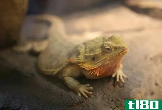 Bearded dragons have the ability to puff out and darken their beards at will.