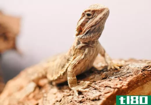 There are eight different types of bearded dragon.