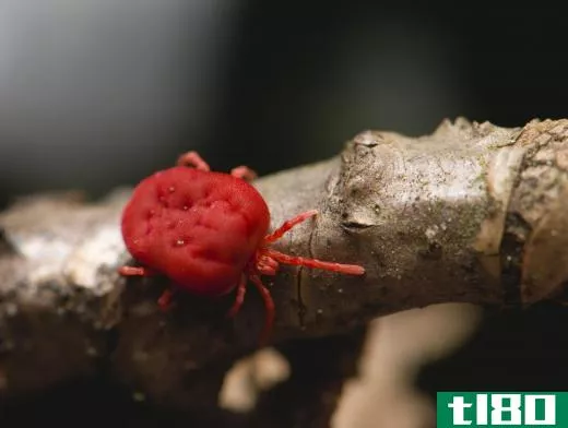 The different types of mange are defined by the kind of mite that has infiltrated the host's skin to fulfill its reproductive cycle.