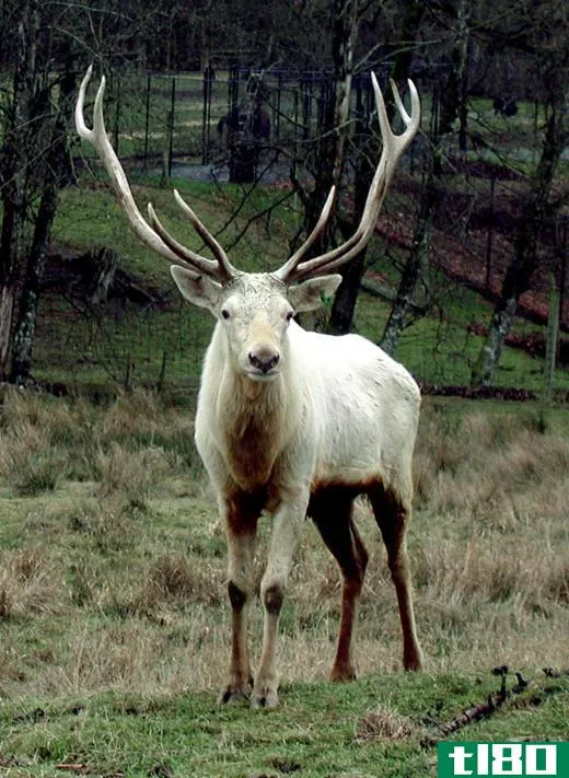As a male deer ages, he grows more points on his antlers, or "rack".