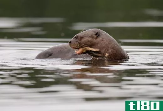 Giant otters prey on water snakes in the Amazon.