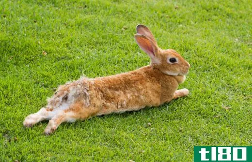Rabbits may live in forests.