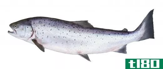 An Atlantic salmon, a boney fish.