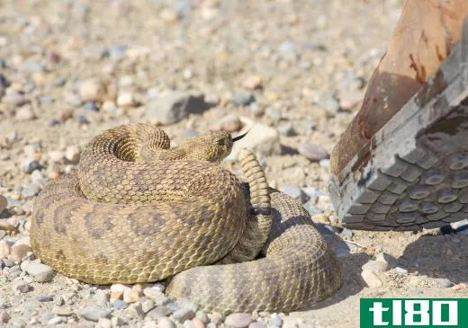 When a venous snake, such as a rattlesnake, starts to coil, it is preparing to strike.