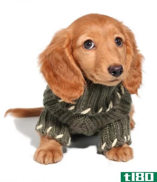 Sweaters help keep little dogs warm in cold weather.