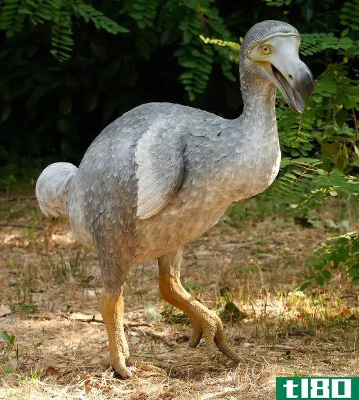 The dodo, now extinct, was a member of the order Coliiformes .