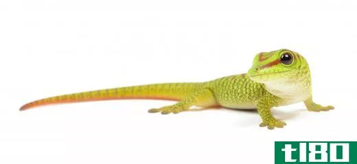 Geckos are small tropical lizards that climb vertical surfaces with ease.