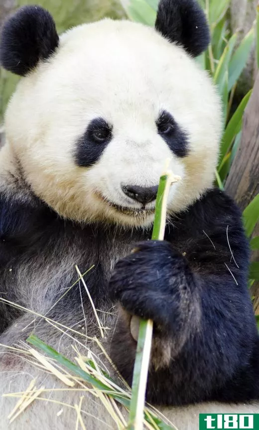 Pandas are often called an umbrella species.