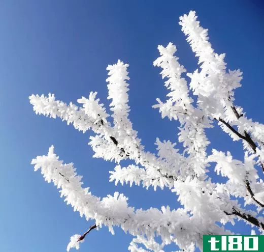 Freezing fog may cause ice crystals to form on trees.