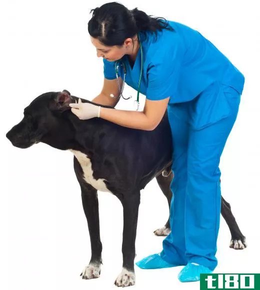 Veterinarians can help diagnose and treat a pet with mange.