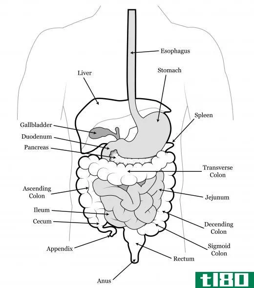 Intestinal parasites commonly cause abdominal pain, nausea, vomiting, diarrhea and cramping.
