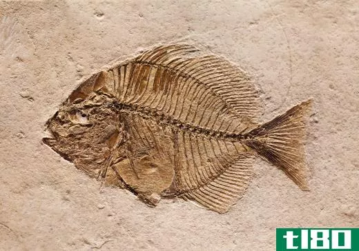 The origins of modern fish species can be detected in the fossil record.