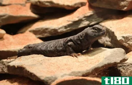 Uromastyx lizards enjoy basking in the sun and are native to Africa, Asia and Australia.