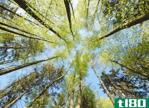 There are hundreds of thousands of plant species on the planet including trees.