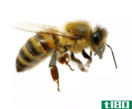Bees can only sting once.
