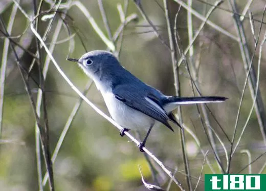 Some gnatcatcher species, such as the blue-gray gnatcatcher, have blue feathers.