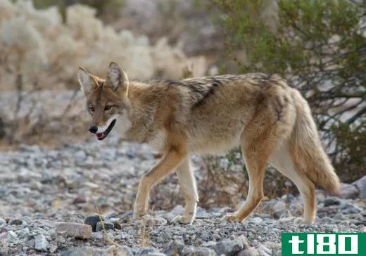 The coyote is a natural enemy of the bull snake.