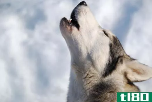 Wolf howls are often recorded to monitor wolf populations.