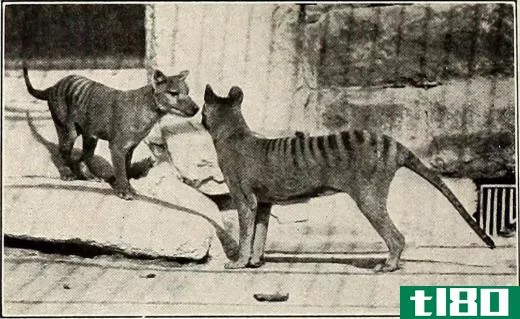 The Tasmanian tiger is another animal that became extinct during the 20th century.