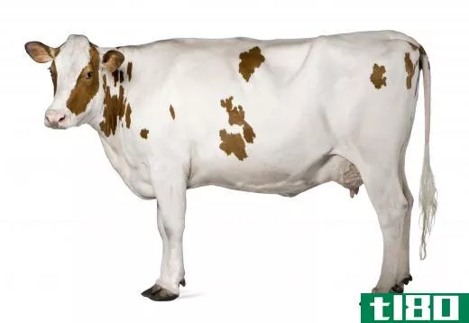 An Ayrshire cow.