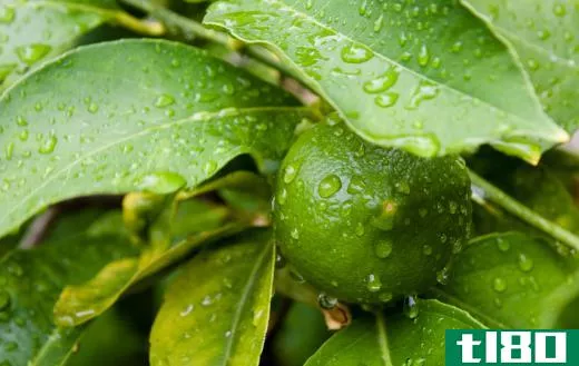 Acid rain can strip the waxy coating off of leaves.