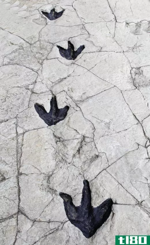 Fossilized footprints can reveal information about an extinct animal's behavior.