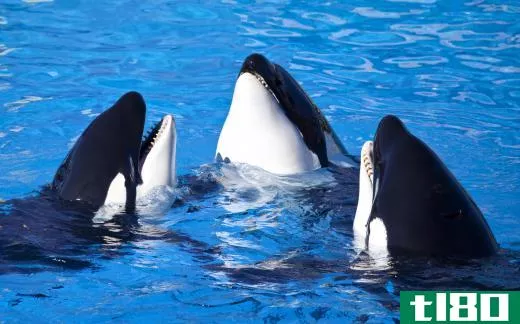 So-called "killer whales" are actually dolphins.