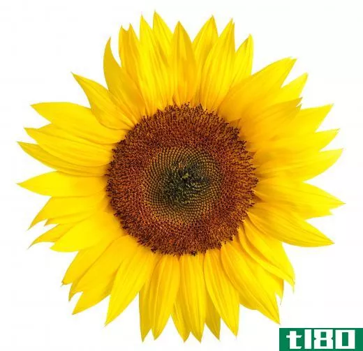 Sunflowers are part of a grey partridge's diet.