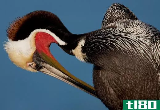 There are eight species of pelican, a type of waterbird, found throughout the world.