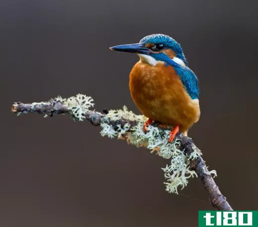 Kingfishers have large heads with long, sharp beaks.