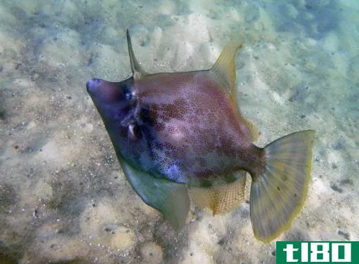 The fan-bellied leatherjacket fish can be identified by its diamond-shaped body and darker coloring.