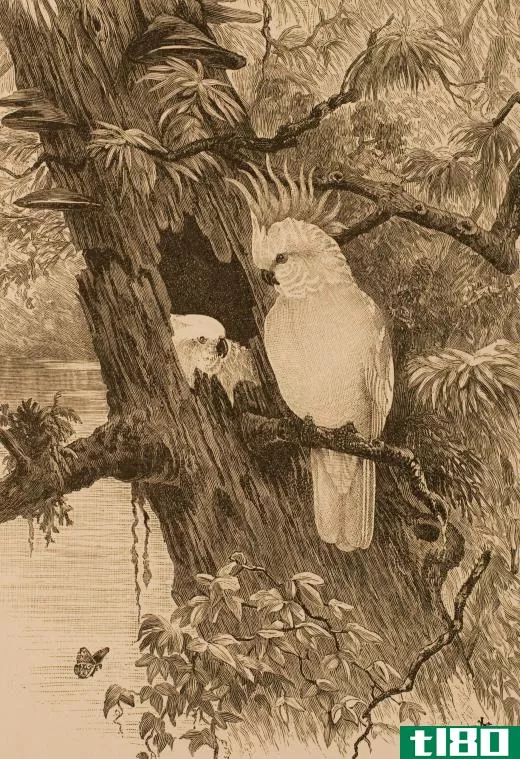 A lithograph of cockatoos.