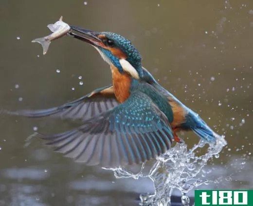 Kingfishers feed on small fish.