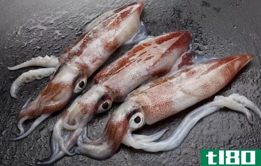 An albacore's diet might include small squid.