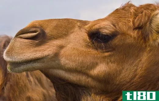 Camels usually live from 50 to 60 years.