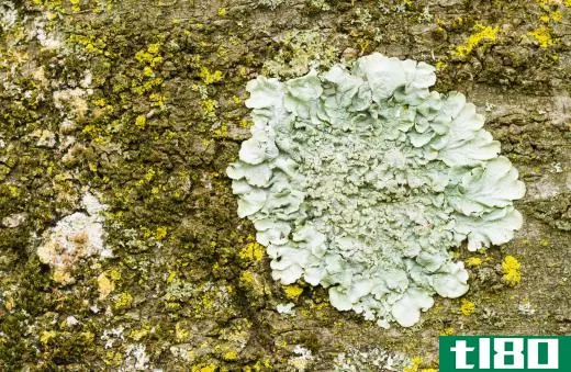 Lichen is part of the fungus kingdom despite having a symbiotic relationship with bacteria.
