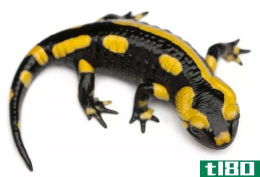 Like all amphibians, salamanders are cold blooded animals.