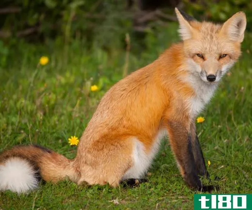 Red foxes are solitary canids.