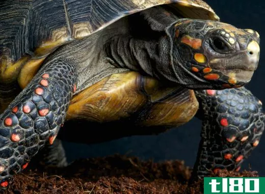 Some giant tortoises can weigh hundreds of pounds.