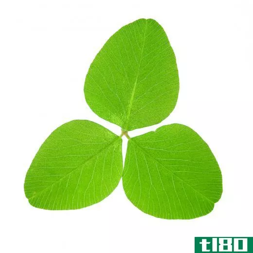 White clover normally has three leaves.