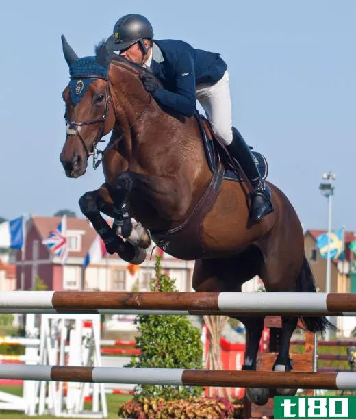 Although known for their racing abilities, Thoroughbred hot-blooded horses are also quite adept at jumping.