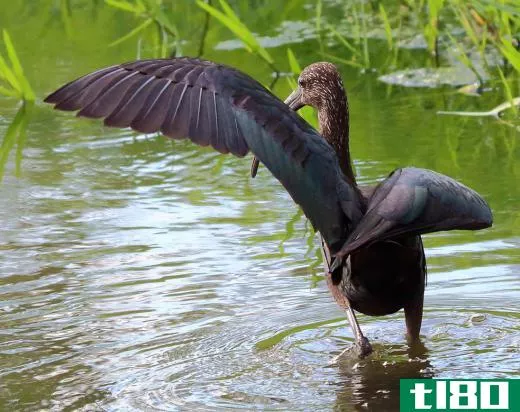 The glossy ibis is a shoreline bird that sports glossy black feathers across its wings and body and brick-red feathers on its head.