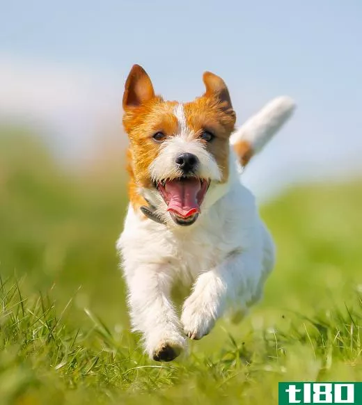The intelligence of Jack Russell Terriers is appealing when breeding a Jack-A-Poo.