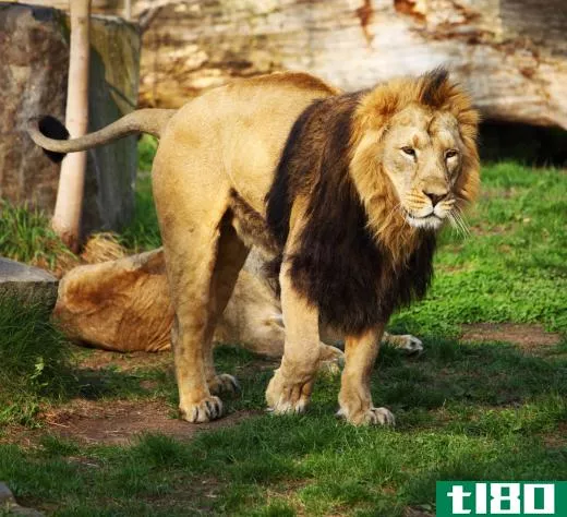 The lion is the second-largest big cat.
