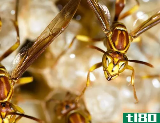 Hornets are any variety of large social wasps.